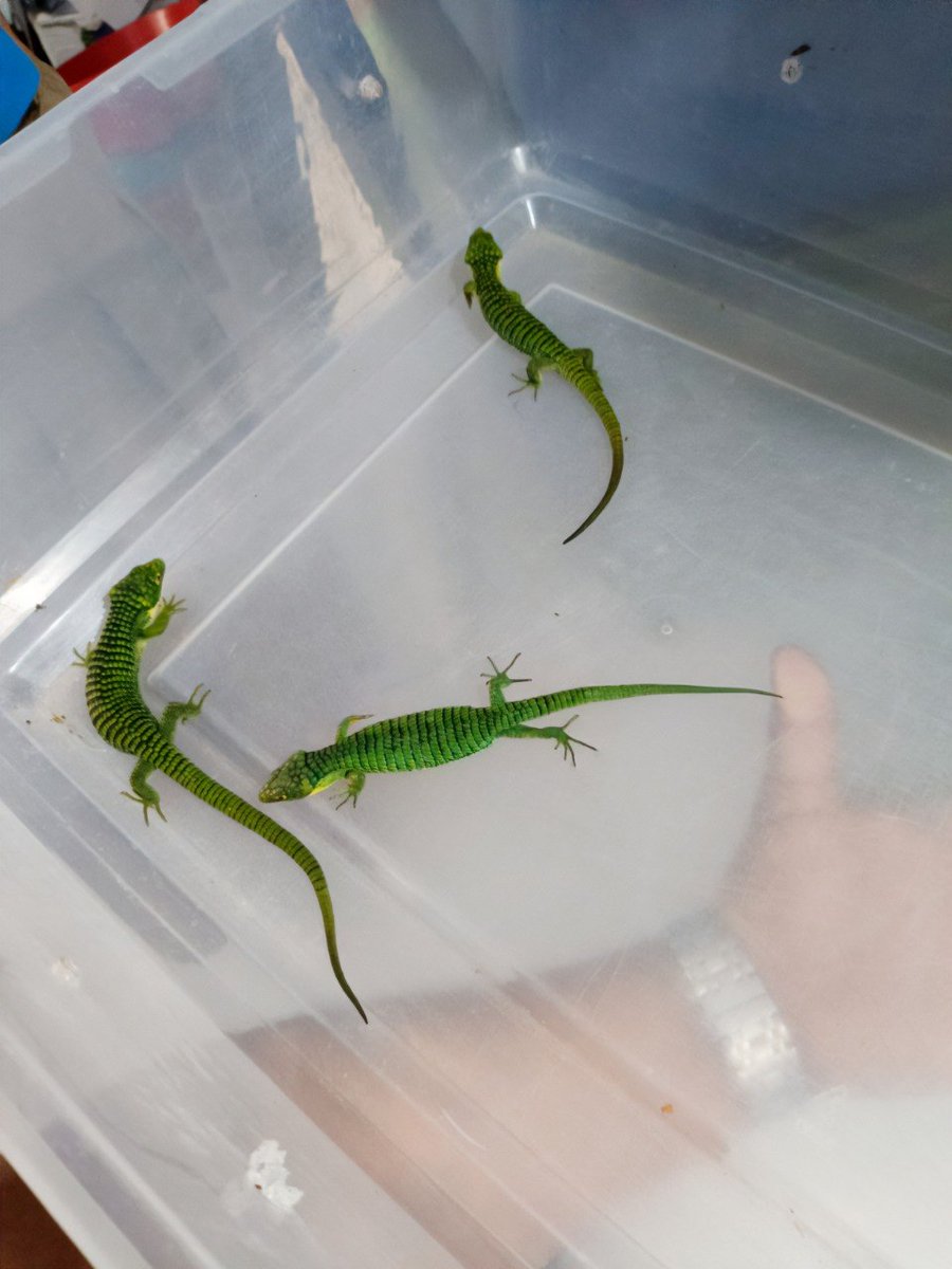 emeequis's tweet photo. 🚨 Aseguran fauna silvestre en CDMX | La Profepa (@PROFEPA_Mx) aseguró 13 ejemplares de dragón mexicano localizados en una empresa de paquetería de la Ciudad de México.
Los reptiles pretendían ser enviados ilegalmente a Hong Kong. 🦎📦 https://t.co/zArjnjsFeG