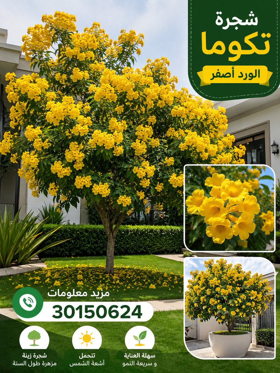 fahad71960's tweet photo. Green Yard Qatar garden maintenance services 
الخدمات الصيانة الحدائق تصميم و تنسيق اشجار و نباتات 
#شجرة تكوما 
داخليةوخارجية
 المزيد معلومات
+97430150624 https://t.co/8tkISaHvRD