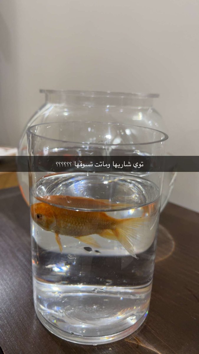 aboodifts's tweet photo. عطيتها بروتين احسبها بتعضل… https://t.co/97UUdyz4Ql