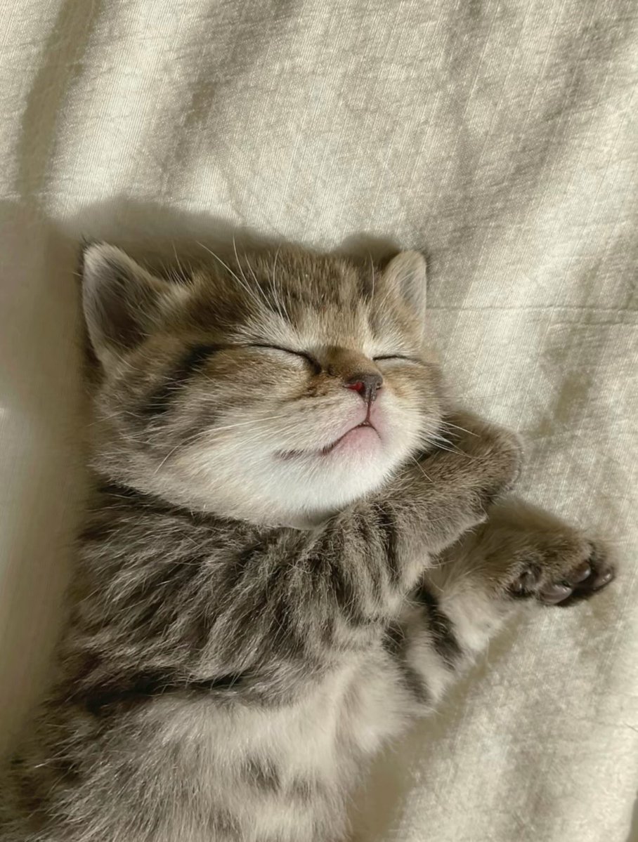 catsworldaura's tweet photo. https://t.co/iOfzwiXs46