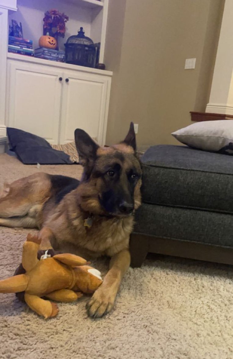 HotKnottyLayla's tweet photo. Home is wherever your paws are 🐾 and luckily you’re always here ❤️🐶
#zoo… #beastiality
#dogknot #zooprideisvalid #zoophile
#antizoo #antizoophile #zoopride
#zoophilepride 
#Bestiality 
#zooisnotvalid
#Beastmode 
#BeastBeat 
#USA https://t.co/WVcMY9q3L0