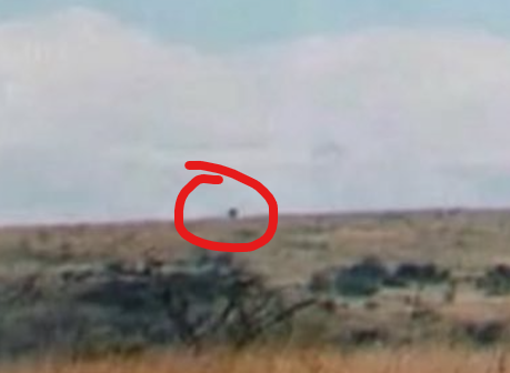 avenorix's tweet photo. @NoahKingJr elephant? https://t.co/ROBtXz412w