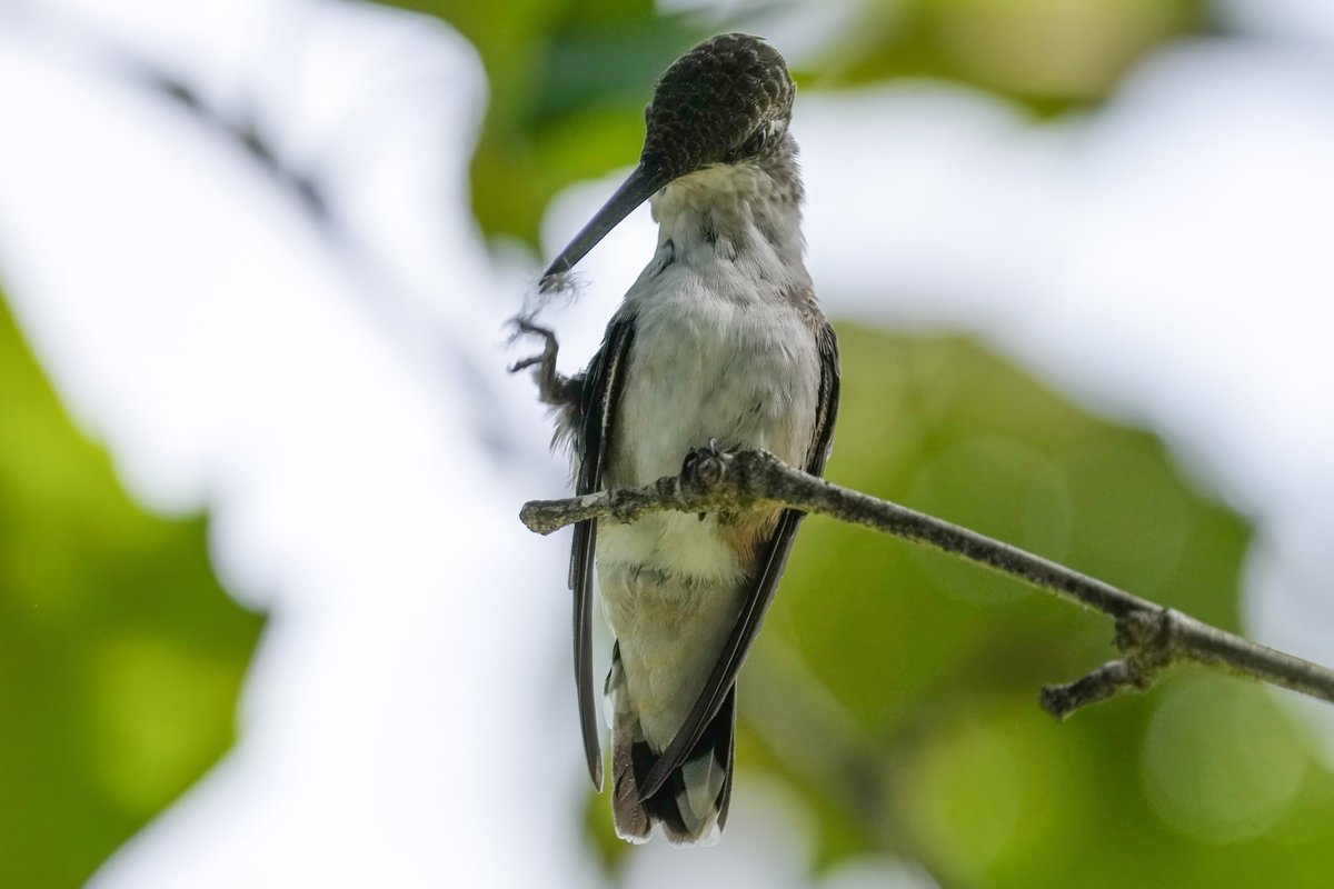 ErikNYCSWE's tweet photo. A tiny piece of a Hummingbird feather got stuck at the tip of the beak. A World Cup worthy foot maneuver took care of it. Heather Garden #birdcpp https://t.co/vKOfYTriEF