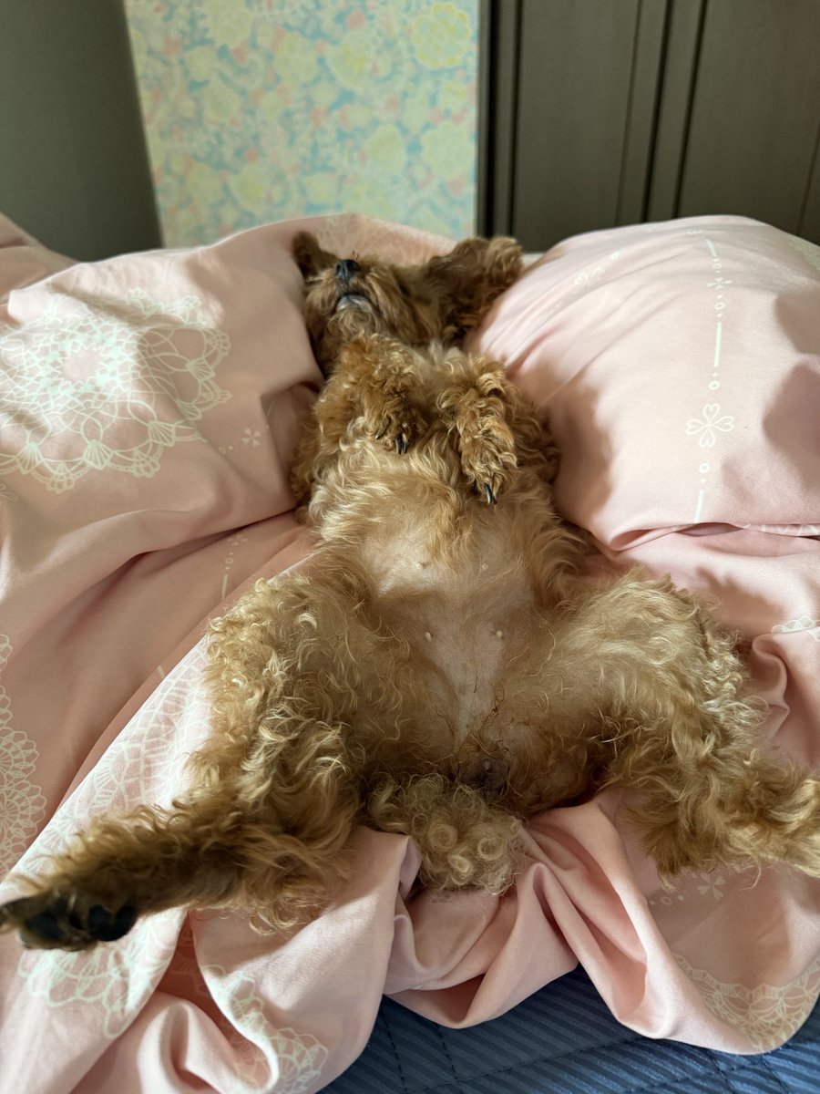 03280708E's tweet photo. 8/5  おはようございます♪
隣で爆睡してるお嬢様🐶がいますが、、笑　5時は涼しく感じます❤︎

野球部も3年の先輩が引退して色々2年のごく僅かな先輩が問題あるみたいで、、上手く交わして1年生達頑張れ❤︎です
今日も楽しんで行ってらっしゃい

#男子高校生弁当
#お弁当日記
#とうもろこしご飯 https://t.co/2MQ8FY7eTJ
