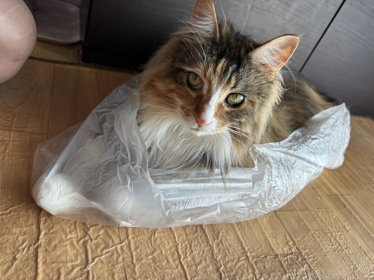 neco_ren9's tweet photo. おはようにゃん🐾

お盆前だから色々忙しいみたいにゃ😿
ところで…お盆って美味しいのかにゃ？

 #猫の居る暮らし https://t.co/KQrhKBntts
