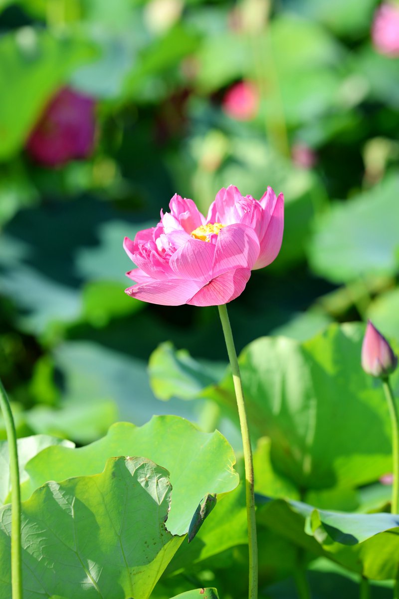 EkfTmWE3fgTq6Tz's tweet photo. おはようございます😊🙏
#蓮の花 🌸 #一眼レフ 撮影📷️ https://t.co/8CKnAewDwN