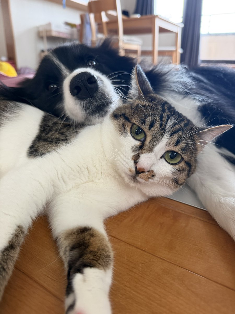 HTMSLIFE's tweet photo. 本当に仲良くて可愛いな https://t.co/JOXV01t50q