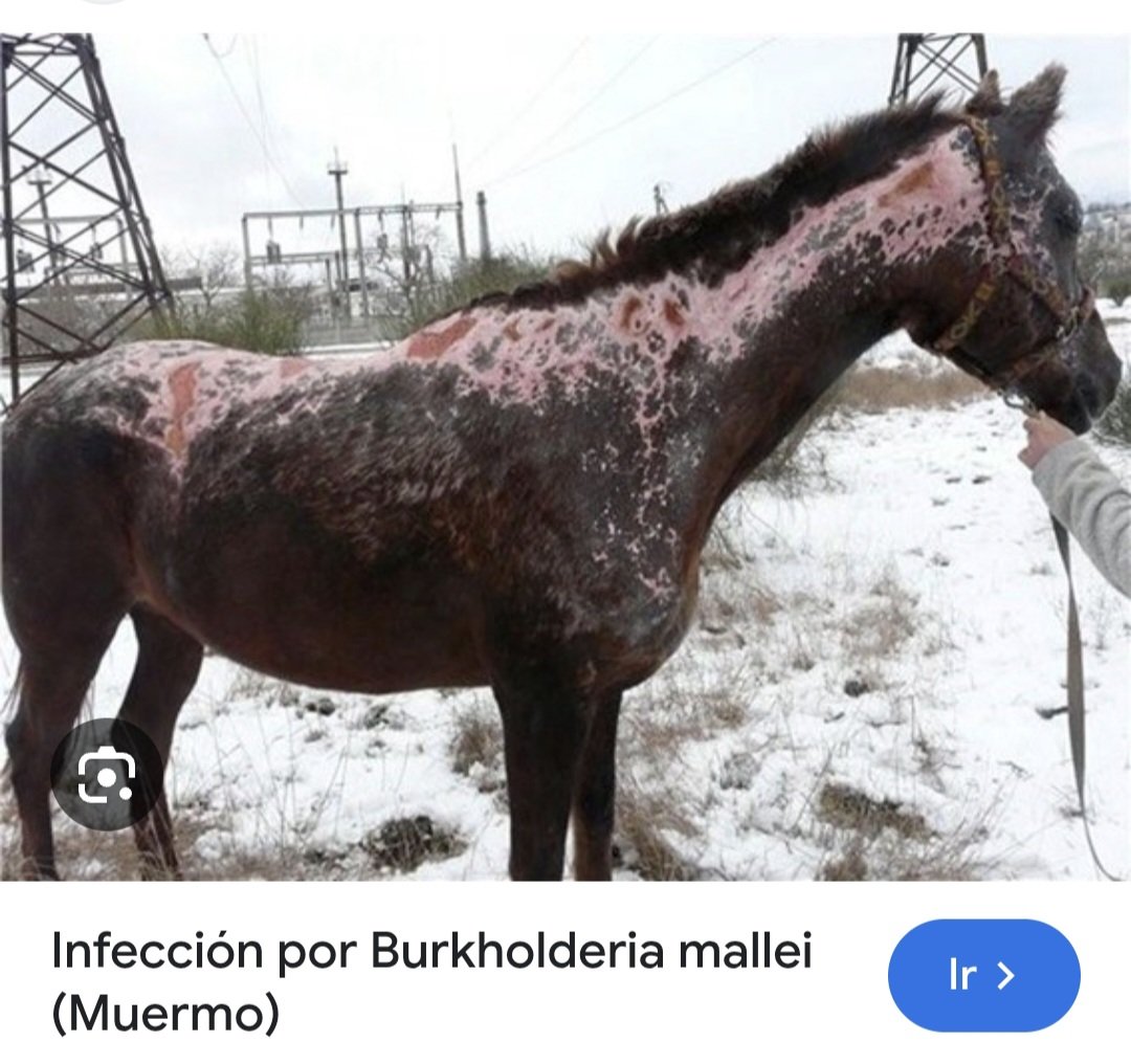 javi1035258's tweet photo. @FreddyLago @MGAPUruguay Es esto,el tema, la enfermedad que casi se le escapó al ministro? https://t.co/H8wISz2ut4