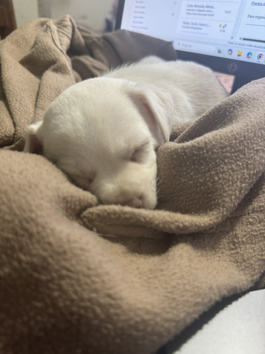 poppaborrecida's tweet photo. É minha mãe q simplesmente apareceu em casa com um cachorro novo 

Conheçam a Artemis https://t.co/hpj3xqOO6u