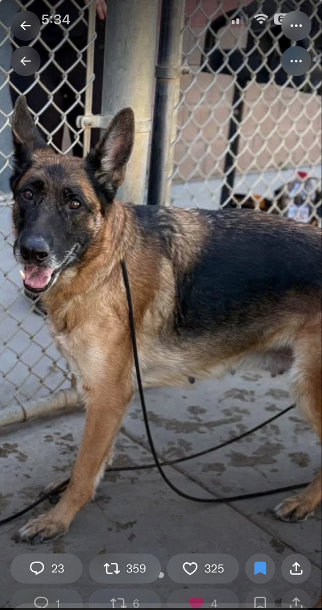 KellyG581976179's tweet photo. 🚨Critical in California ‼️

Can you Foster or Adopt GSD Lana to Save her Life⁉️

Lana is 6 years old , GSD is still in need of an adopter or Foster!  She is such a good girl!

She is due to be killed tomorrow morning, Weds , 8/5   6:30am PT.  

She is located at, Stanislaus Animal Services  Agency, in Modesto, CA

The shelter (Adoption Center) closes at 4:30pm PT today.

If you can’t make it to adopt her at the shelter now , please let us know in the comments if you can Foster or Adopt her,
and we will try to find a Rescue to tag her after hours.

Please Share Lana to find her Hero.

Quote posts, comments and reposts really help dogs like Lana be seen by many more potential adopters and fosters.  Thank you🙏🐾

#Modesto #Sacramento #Stockton #CA 
#Critical #FosterssaveLives