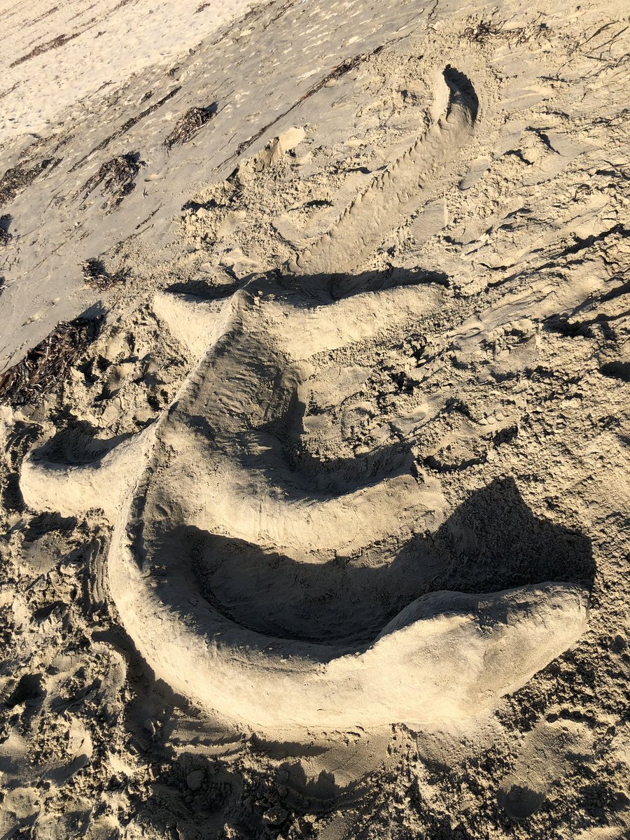KittenGracesh's tweet photo. Went to the beach the other day and made a hammer head shark thingy :))))) been trying to go outside more often with my scars while it’s still warm sigh https://t.co/mrL3GC1CIT