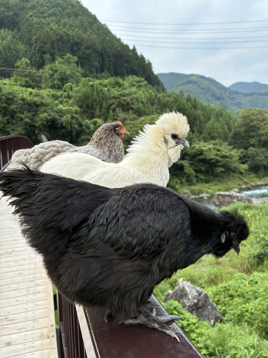 mojagamma's tweet photo. 8/5 5:30am @鵜の瀬橋
久しぶりに3人揃って朝散歩✌️
突然の黒猫の襲来に最初に警戒鳴きするのはやはりくーちん。
警戒止まないコッコたちに、クマさん怖くなったヌシは鵜の瀬上からあたりを確認するのでありました😰
#ニワトリのいる暮らし
#にわとりのいる暮らし
#御岳渓谷
#鵜の瀬橋 https://t.co/4NE5aCBpRZ