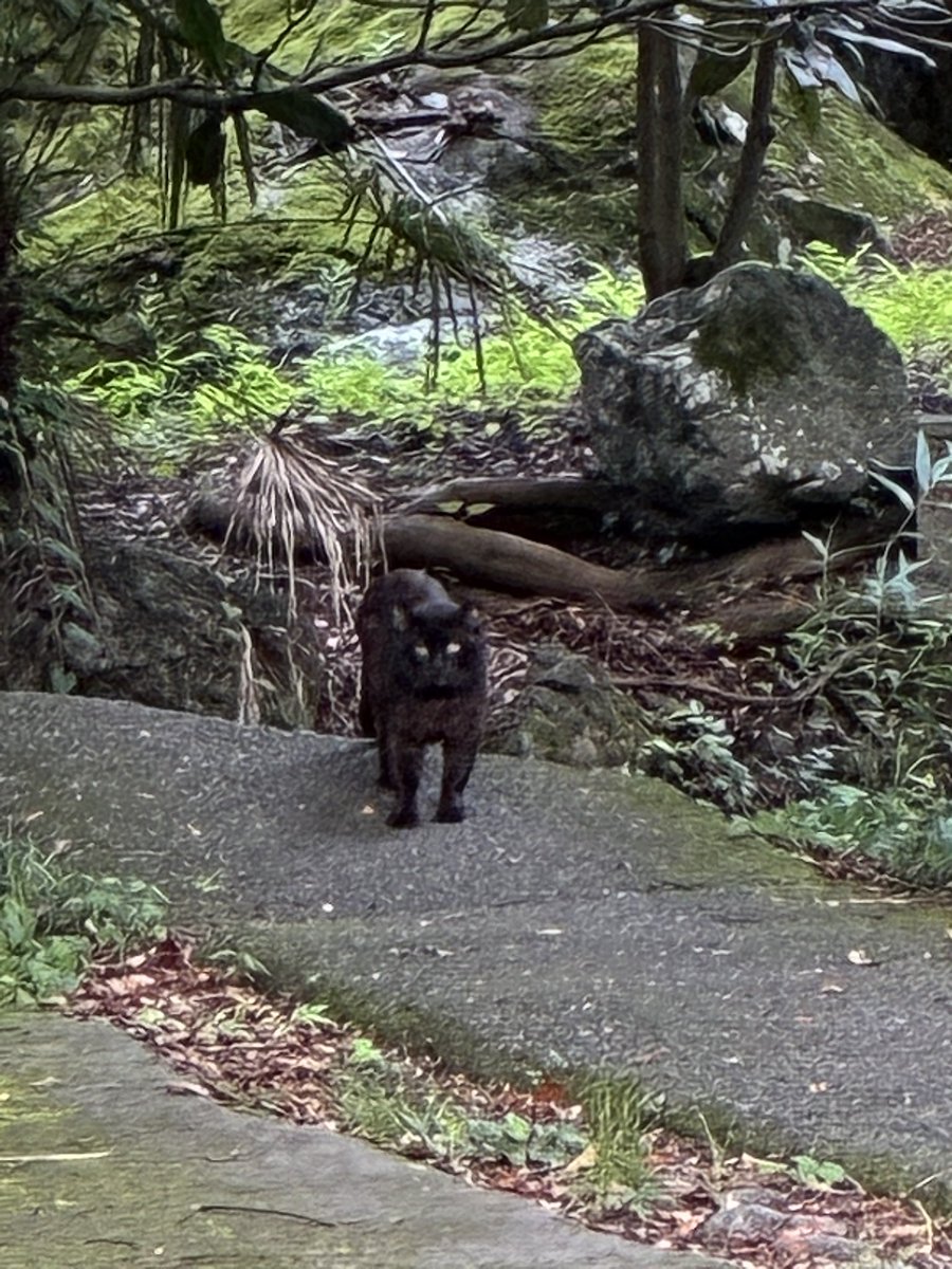 mojagamma's tweet photo. 8/5 5:30am @鵜の瀬橋
久しぶりに3人揃って朝散歩✌️
突然の黒猫の襲来に最初に警戒鳴きするのはやはりくーちん。
警戒止まないコッコたちに、クマさん怖くなったヌシは鵜の瀬上からあたりを確認するのでありました😰
#ニワトリのいる暮らし
#にわとりのいる暮らし
#御岳渓谷
#鵜の瀬橋 https://t.co/4NE5aCBpRZ