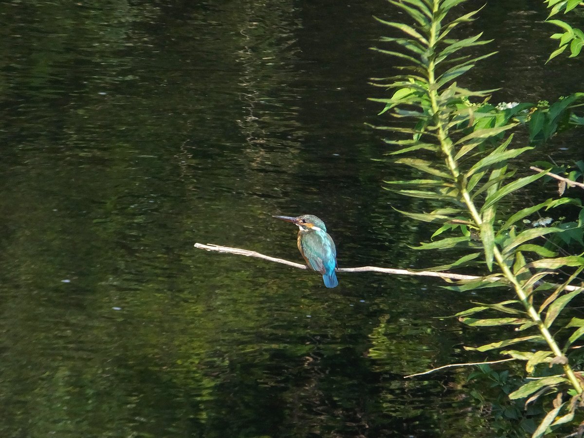 Frank16384's tweet photo. 静かな川辺にたたずむカワセミ

#カワセミ #翡翠 #Kingfisher https://t.co/gVH6irkEz3