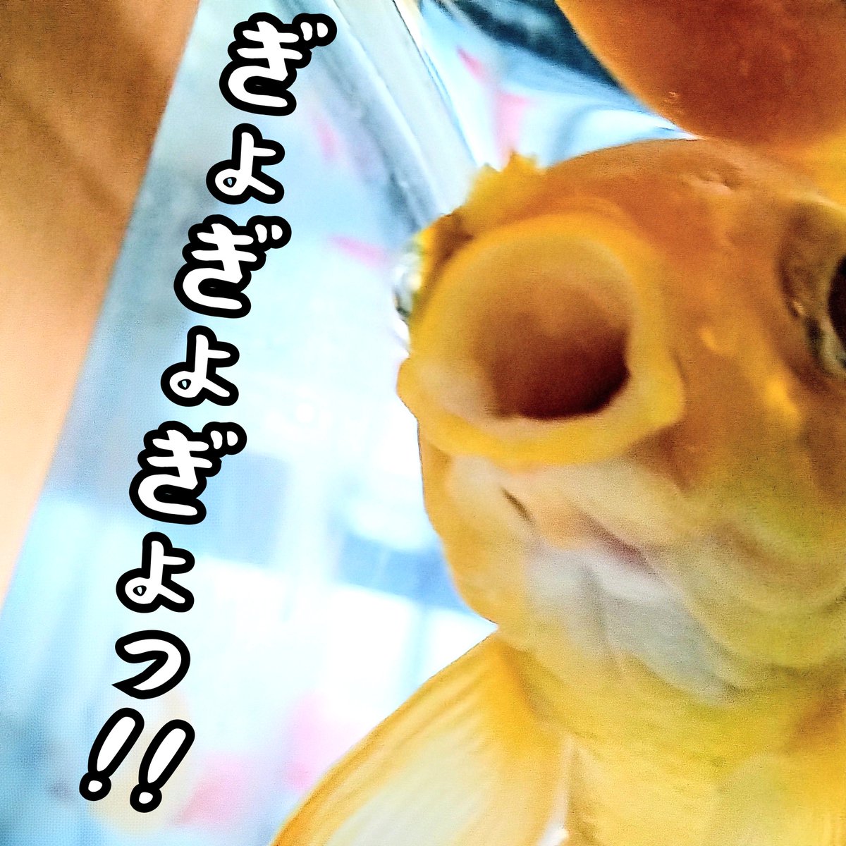 hi_0624_hi's tweet photo. ｵﾊﾖｳｺﾞｻﾞｲﾏｽ｡
#金魚 #イエローコメット https://t.co/jnkCtYj7JI