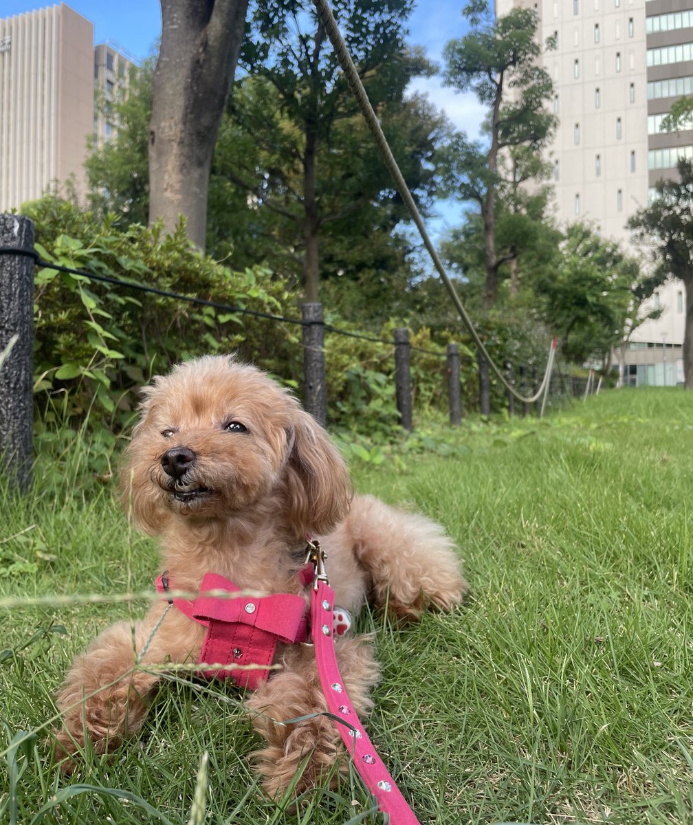 Inu_Chewbacca's tweet photo. 今日も気持ちいい朝 https://t.co/Ohq6YaPJk5