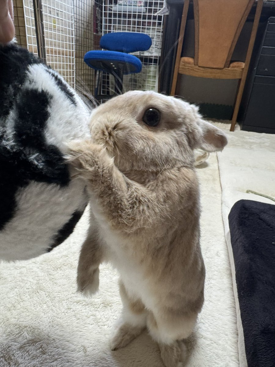 Post by うさぎ on X: かわいい