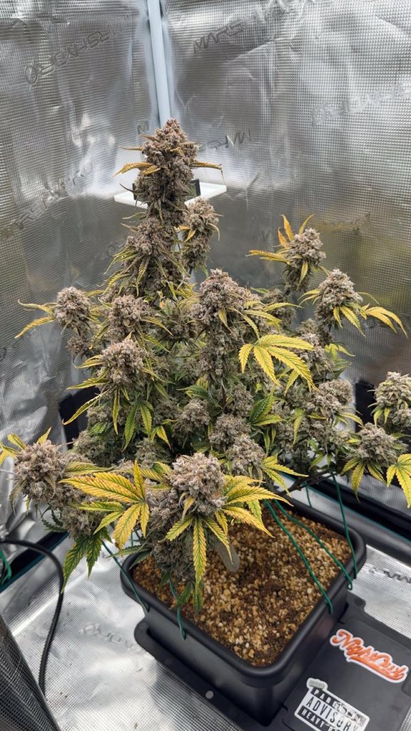 kushmatt_'s tweet photo. Blue cherry 🔥

https://t.co/2bhw7kWq4J https://t.co/c5LT9ONBwh