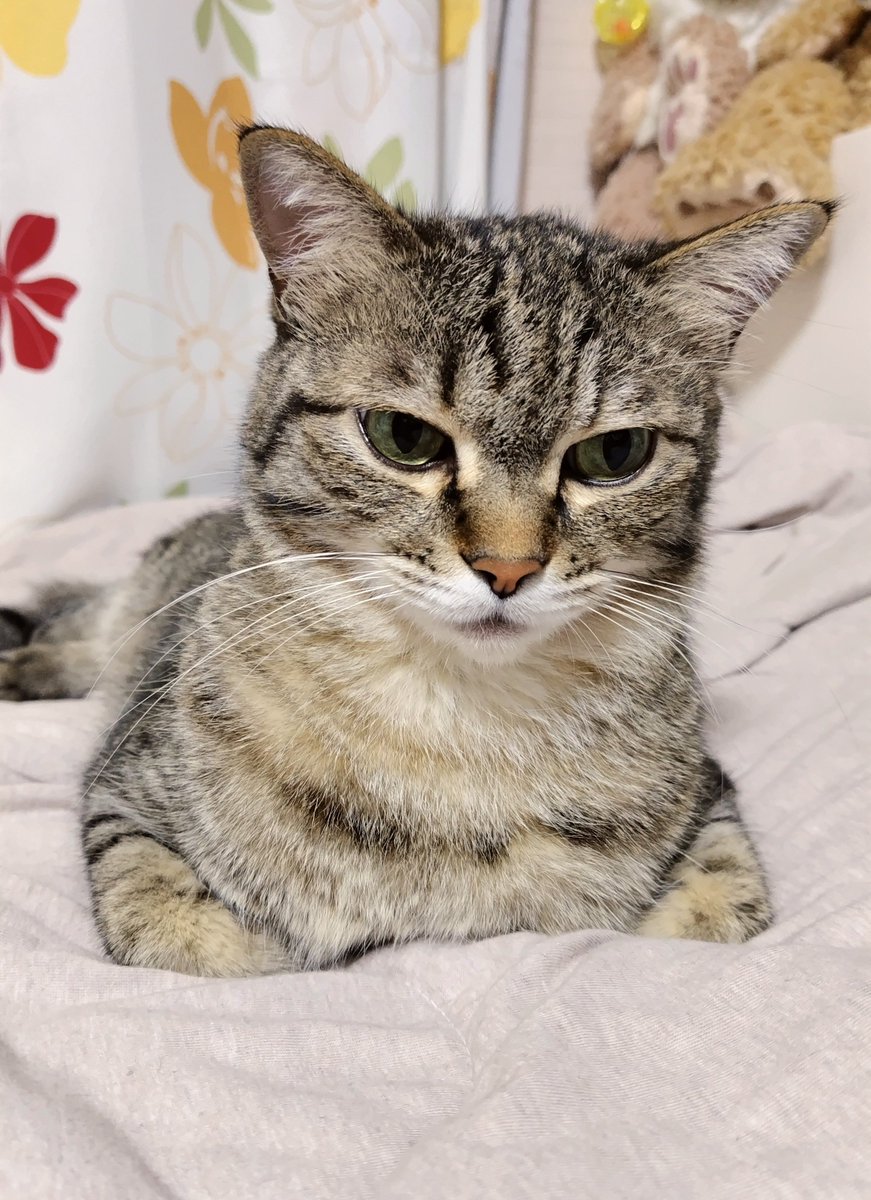 cat_56chan's tweet photo. おはよ〜まだちょっとﾈﾑﾈﾑなのですが… https://t.co/en6dv2oeVE