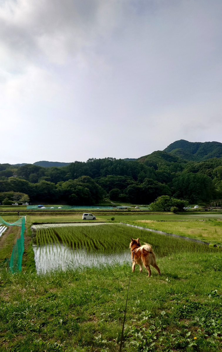 iwa_curl's tweet photo. 夏の山犬 https://t.co/PBcoAUmXnx