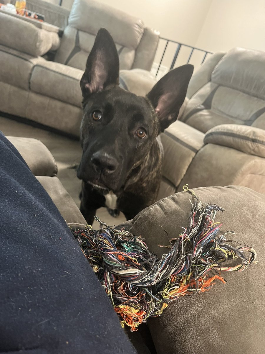 mattstaley179's tweet photo. Anyone in the Burnsville area wanna meet at a dog park sometime? Trying to introduce my baby to other dogs to see how it goes.  Dm if your interested https://t.co/kqZTP7X37Y