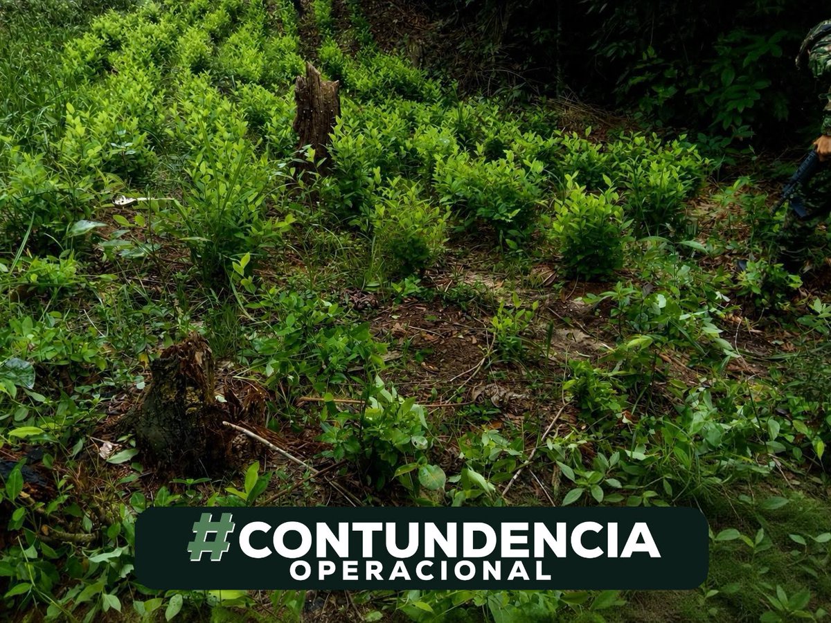 Ejercito_Div2's tweet photo. #ContundenciaOperacional || Soldados del Batallón de Operaciones Terrestres N.°9 de la Fuerza de Tarea Vulcano lograron en las últimas horas la ubicación de un semillero de hoja de coca con más de 7.000 matas al servicio de las economías ilícitas del GAO ELN en zona rural de la vereda «La Gabarra» en la región del Catatumbo #NorteDeSantander 

¡Recuerde que el cultivo de coca no es progreso, es una trampa!

Depender de esta economía ilegal representa:
✅Riesgos legales: Judicialización y pérdida de predios por extinción de dominio.
✅Violencia: Coacción por parte de grupos armados.
✅Daños a la salud y al suelo: Exposición a agroquímicos nocivos y contaminación de fuentes de agua.
Construir futuro requiere alternativas legales y sostenibles para la región.