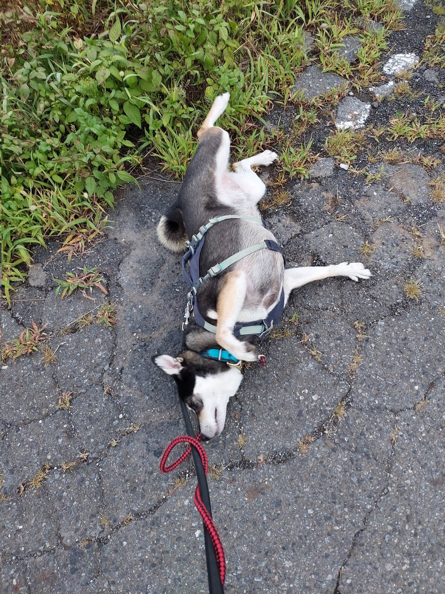 sorane113's tweet photo. 涼しくて快適☁
ずっとこれぐらいでいいよと思う
朝んぽでした
#雑種犬 https://t.co/4rC7zwfUb2