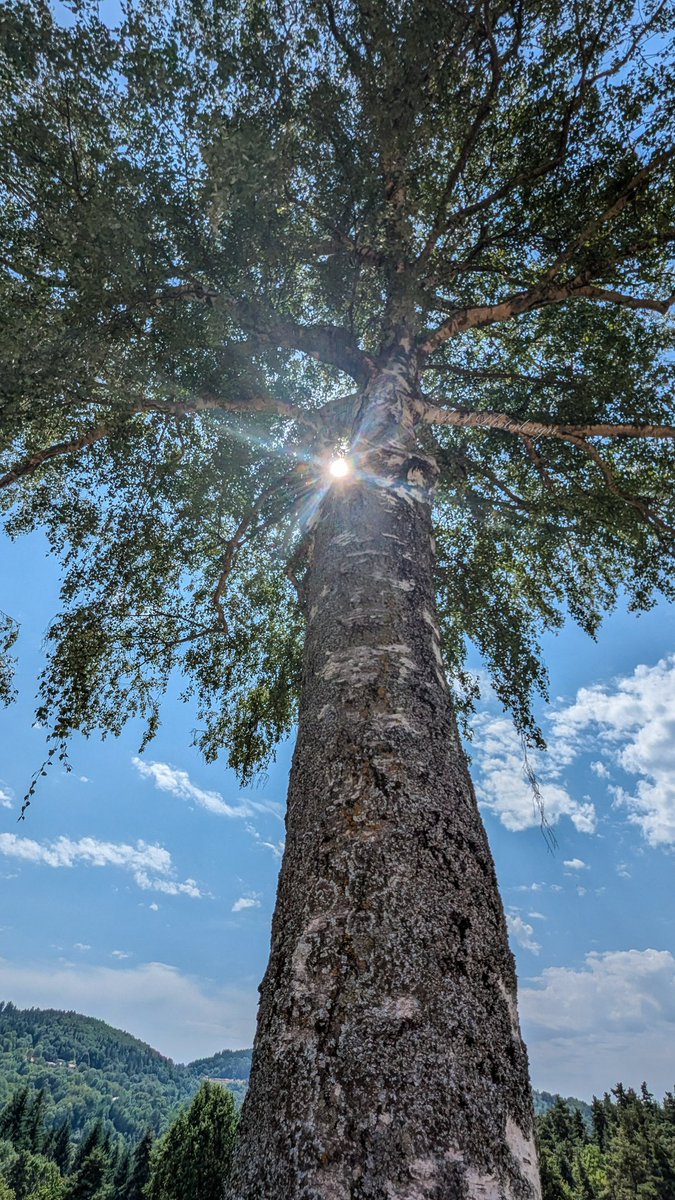 LdeSignalas's tweet photo. Un majestueux bouleau argenté surplombant les collines de l'Ardèche ..
#ThickTrunkTuesday #TreeClub #AmiesDesArbres
🌳💚🌳 https://t.co/jGJwhcarHl