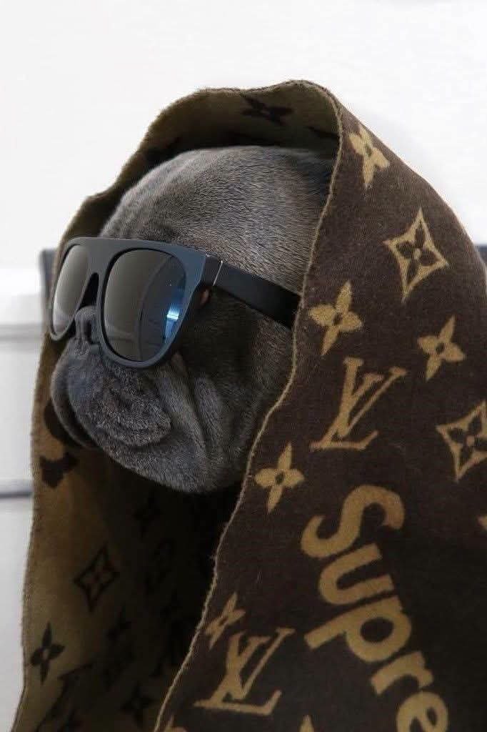 TheFrBulldogUS's tweet photo. cool😜😍😍 https://t.co/TRTgHgk1u0