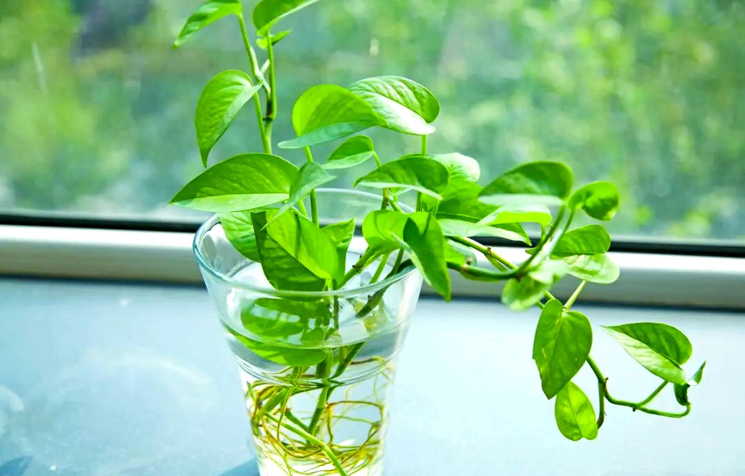ThomasXander's tweet photo. Pro tip for your pothos: Let the top 2 inches of soil dry out before watering. No soggy roots, no stress—just lush, trailing green vibes! ， https://t.co/2gLMpMQDS5