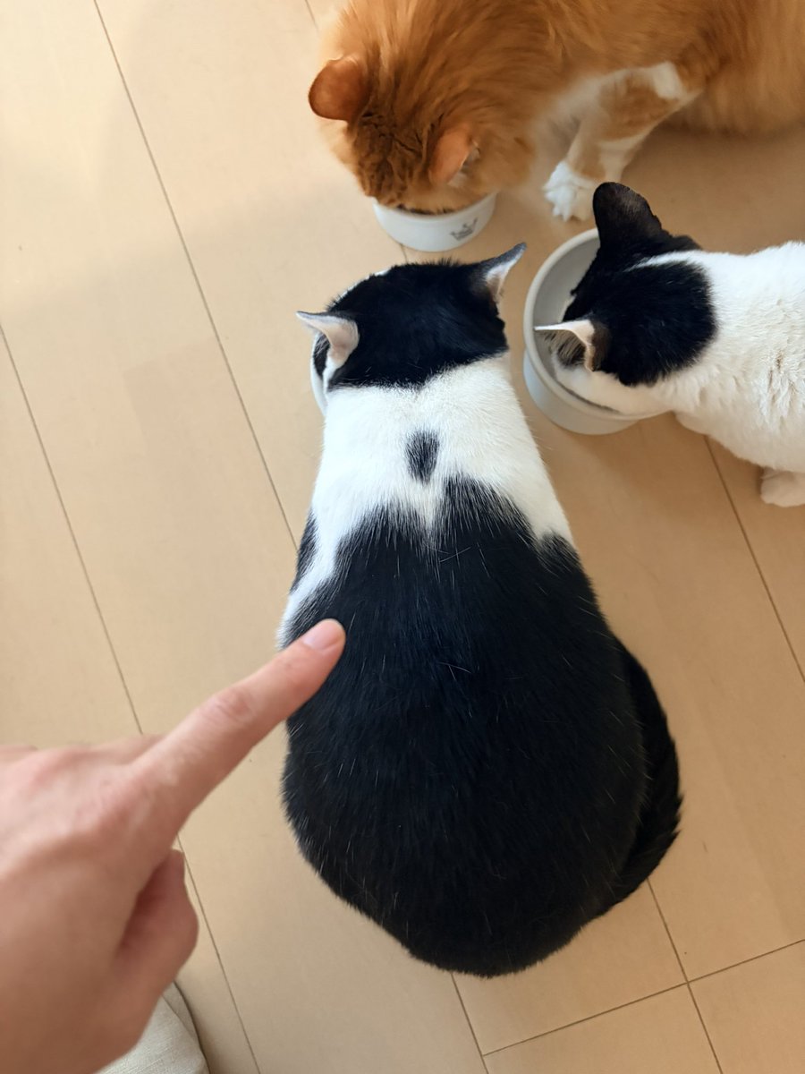 CHORU_P's tweet photo. 猫太郎よし！ https://t.co/nIrGzJyo20