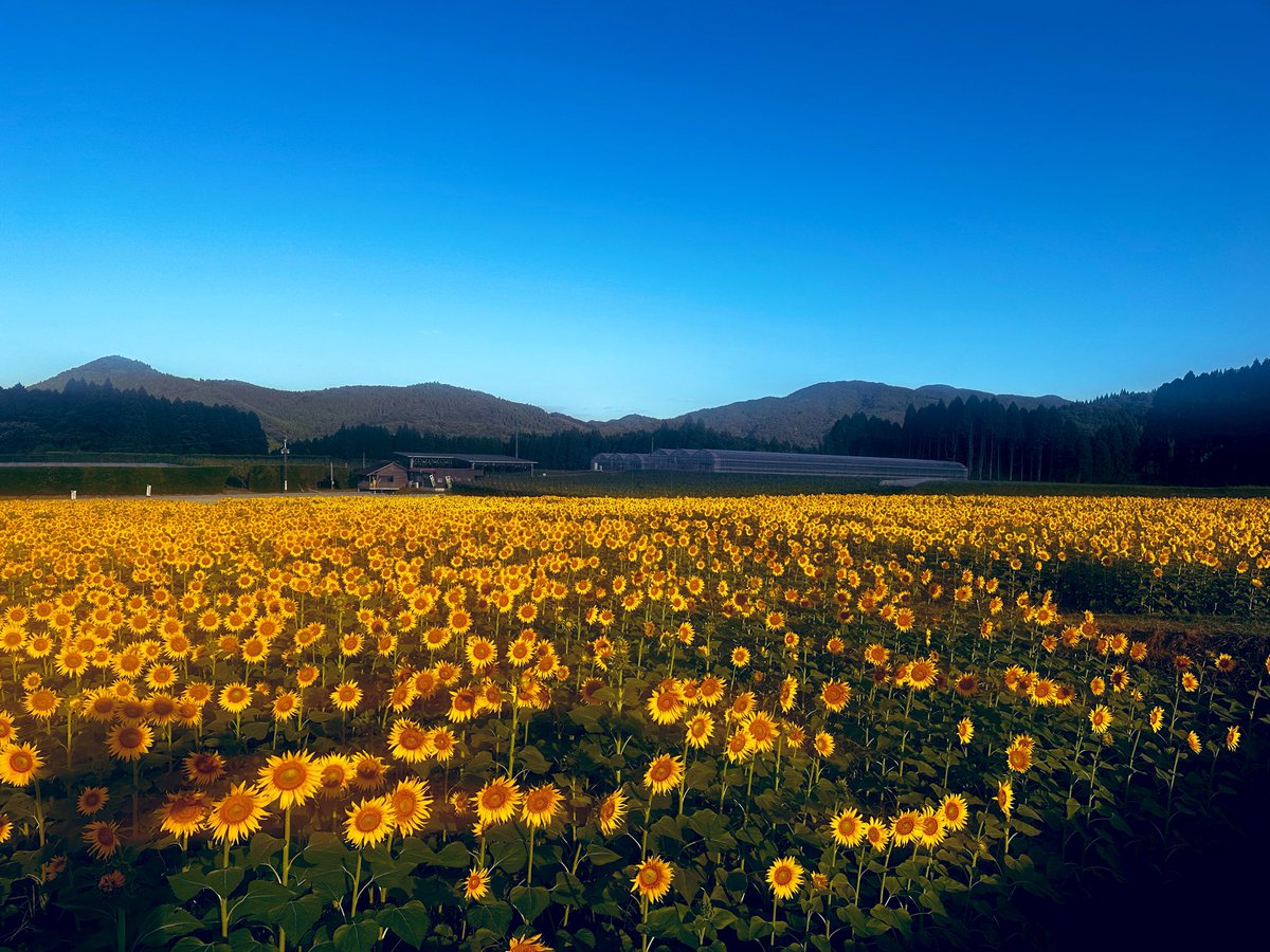 vegetablekun831's tweet photo. おはんよございまし☀️
めっちゃ向日葵〜だったのでお裾分けしときます🌻
朝から暑いけど今日も何とか乗り切りましょうね🥱
ほなまた夜に元気に会いましょう👋 https://t.co/dxToFwHRk5