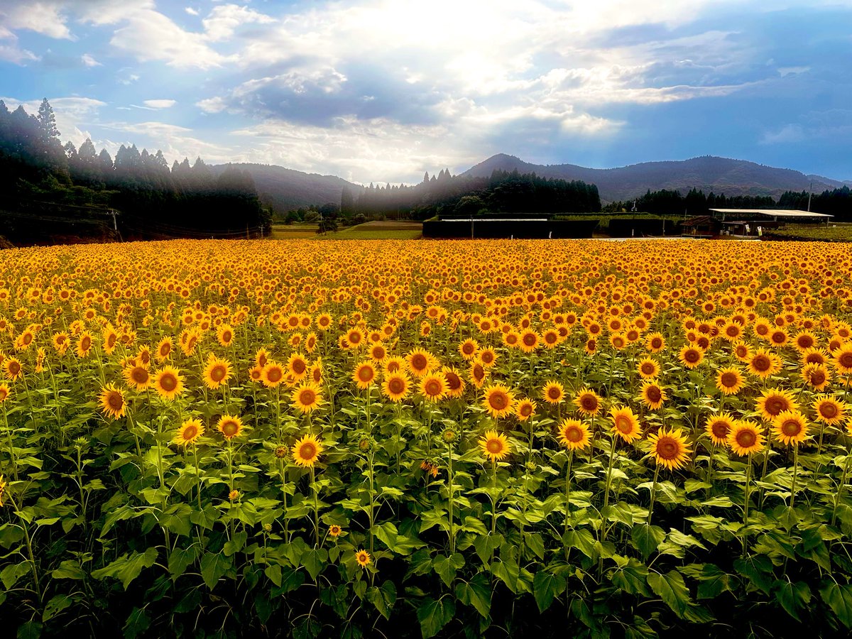 vegetablekun831's tweet photo. おはんよございまし☀️
めっちゃ向日葵〜だったのでお裾分けしときます🌻
朝から暑いけど今日も何とか乗り切りましょうね🥱
ほなまた夜に元気に会いましょう👋 https://t.co/dxToFwHRk5