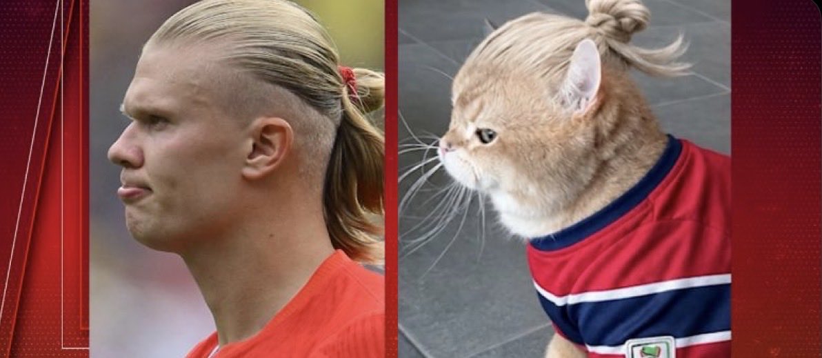 Loopxe's tweet photo. This viral kitten looks so much like Erling Haaland that even Haaland himself approved it. 😅❤️ #Haaland https://t.co/ZWKrAhauC5