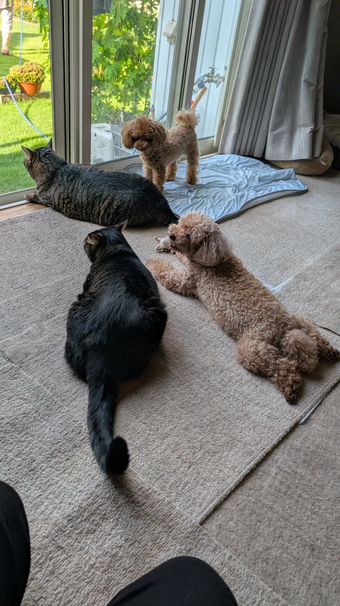Junya_Barber's tweet photo. おはようございます
8月5日 水曜日
今日のワンニャンコ🐩🐈️

#トイプードル 
#トイプードル親子 
#キジトラ 
#キジトラ兄弟 https://t.co/CnTwFeu3oX