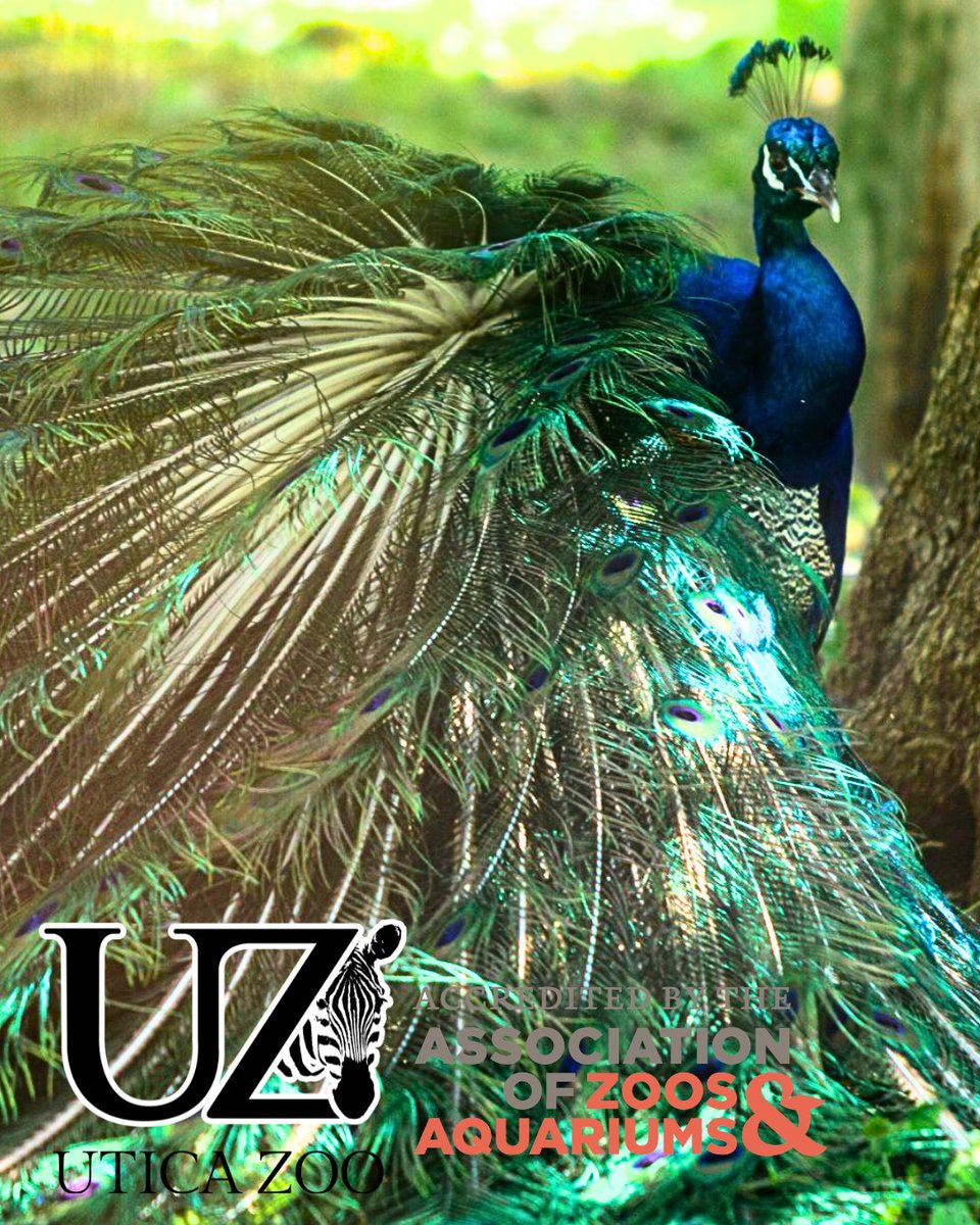 UticaZoo's tweet photo. THE VOTES ARE IN 👇

And you chose the names of our 4 peacocks as Private, Skipper, Rico, and Kowalski. 🦚

Thank you so much to those who shared this story, commented with their votes, and invested in Utica Zoo's future! https://t.co/MfhjYhy0iR