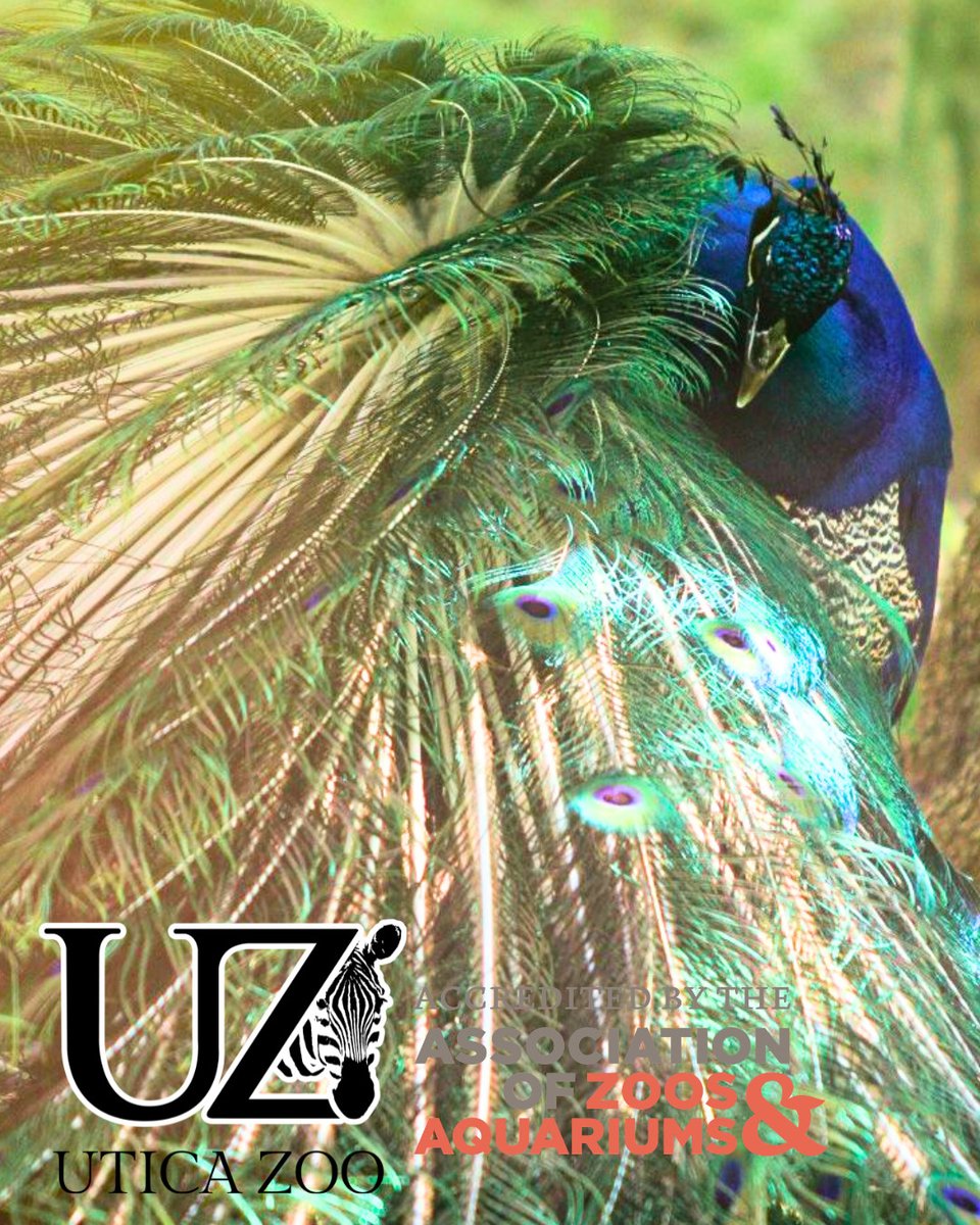 UticaZoo's tweet photo. THE VOTES ARE IN 👇

And you chose the names of our 4 peacocks as Private, Skipper, Rico, and Kowalski. 🦚

Thank you so much to those who shared this story, commented with their votes, and invested in Utica Zoo's future! https://t.co/MfhjYhy0iR