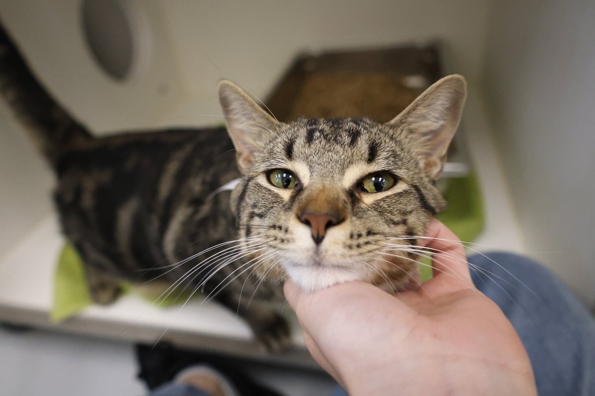 CalgaryHumane's tweet photo. August is #NationalWellnessMonth! 🐾

Bringing home a new pet? Don’t forget to pet-proof your space, regular vet visits, groom often and keep them active 🏃.

To help you navigate life with your new furry friend, check out @Petsecure's guide: https://t.co/Hiv5Dmzdgz 

#Petsecure https://t.co/qTcC9XEbSK