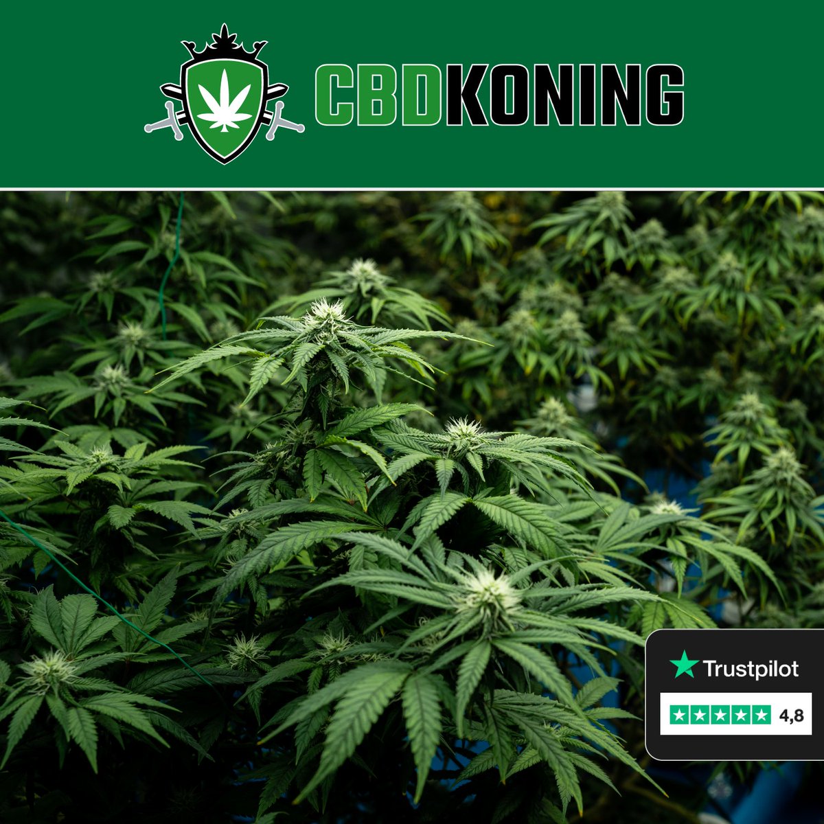 CBDkoning2nd's tweet photo. CBD specialist van Nederland π
Sinds 2019 actief
Meer dan 40 soorten π±
Check de bio β
#CBDKoning #KoningCBD #zomergasten #nieuwsvandedag
#Haarlem #Leiden #Sport https://t.co/TBydStdCv6