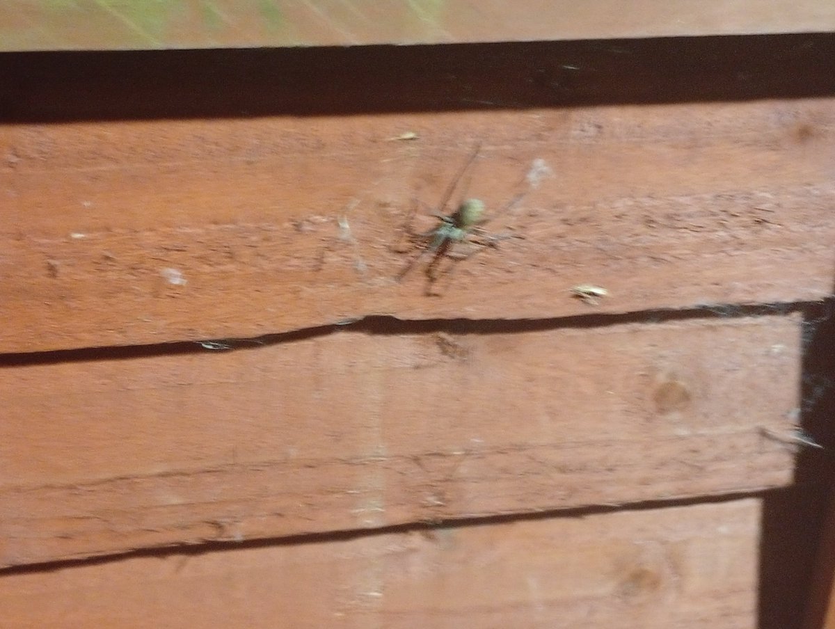 Shenmoooooo's tweet photo. Love it when I go to put things in the bin and a fucking creature is sitting on the fence directly in my way https://t.co/QtjQHIDX1m