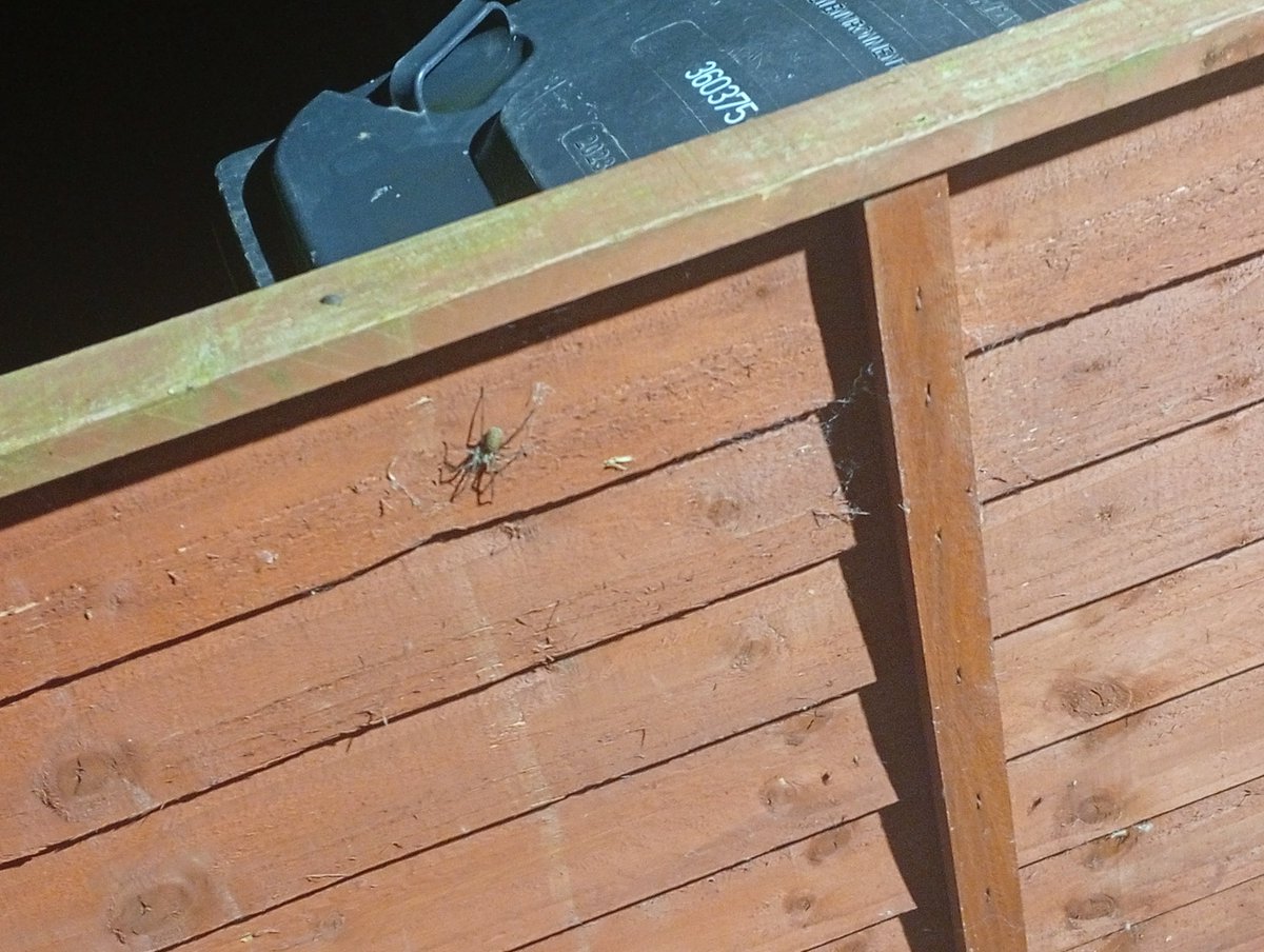 Shenmoooooo's tweet photo. Love it when I go to put things in the bin and a fucking creature is sitting on the fence directly in my way https://t.co/QtjQHIDX1m