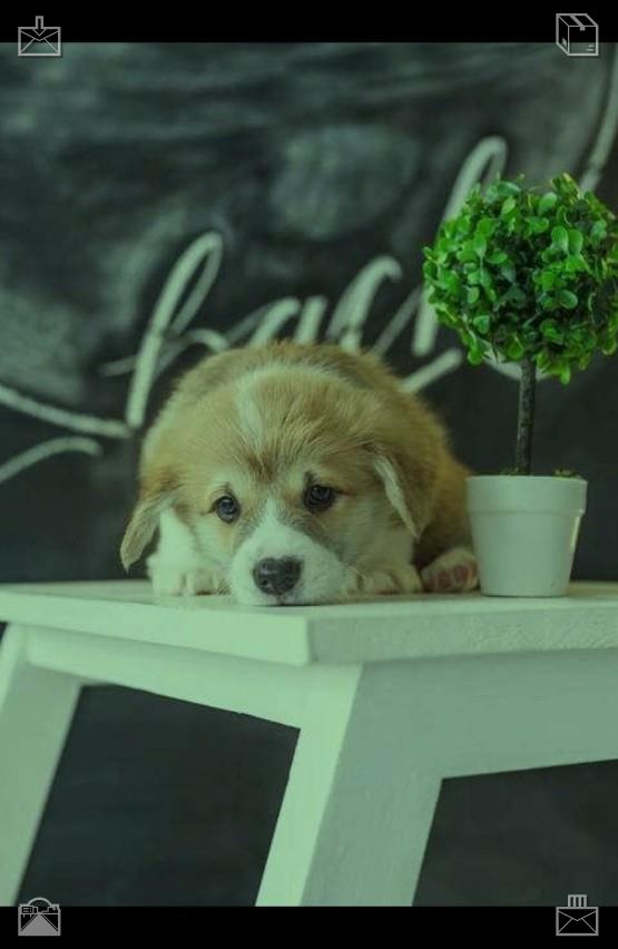 DodoNft's tweet photo. 🐞Painting exhibition Catalog, ready607775Freeze raspberries Summer memories in the freezer https://t.co/U0IjA6pC2F