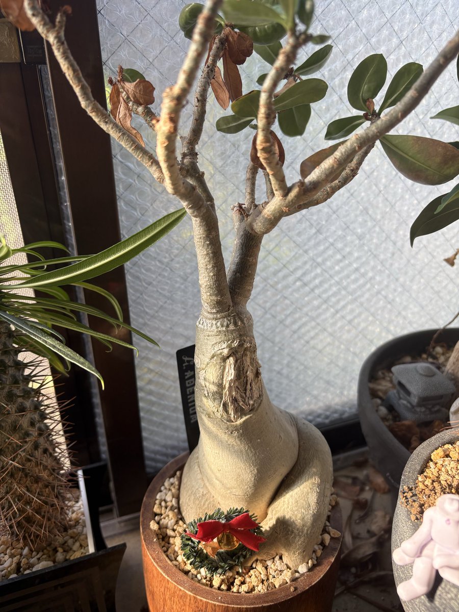 b_abun_d's tweet photo. おはようございます🤩

8/5 🪴

セクシー担当🫦のアデニウムさん✨
水やりしたばかりなので、とても良いハリです🙆

そしてそして…もう一回お花🌺が咲く？

本日もよろしくお願いいたします🙌

#企業公式夏のフォロー祭り
#企業公式相互フォロー
#公式多肉部 https://t.co/7SMB1p1ahh