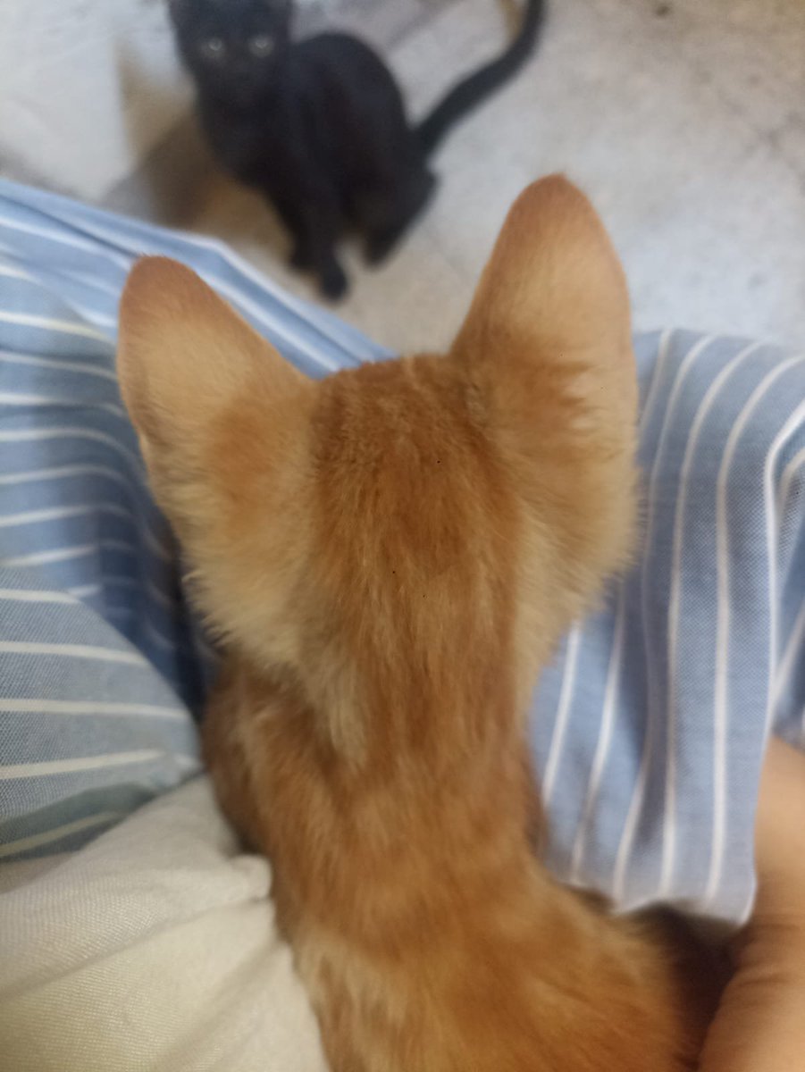 LilithElshimy's tweet photo. @vskriniss There's even smaller ones trust me https://t.co/2Gh7Vh4ptM