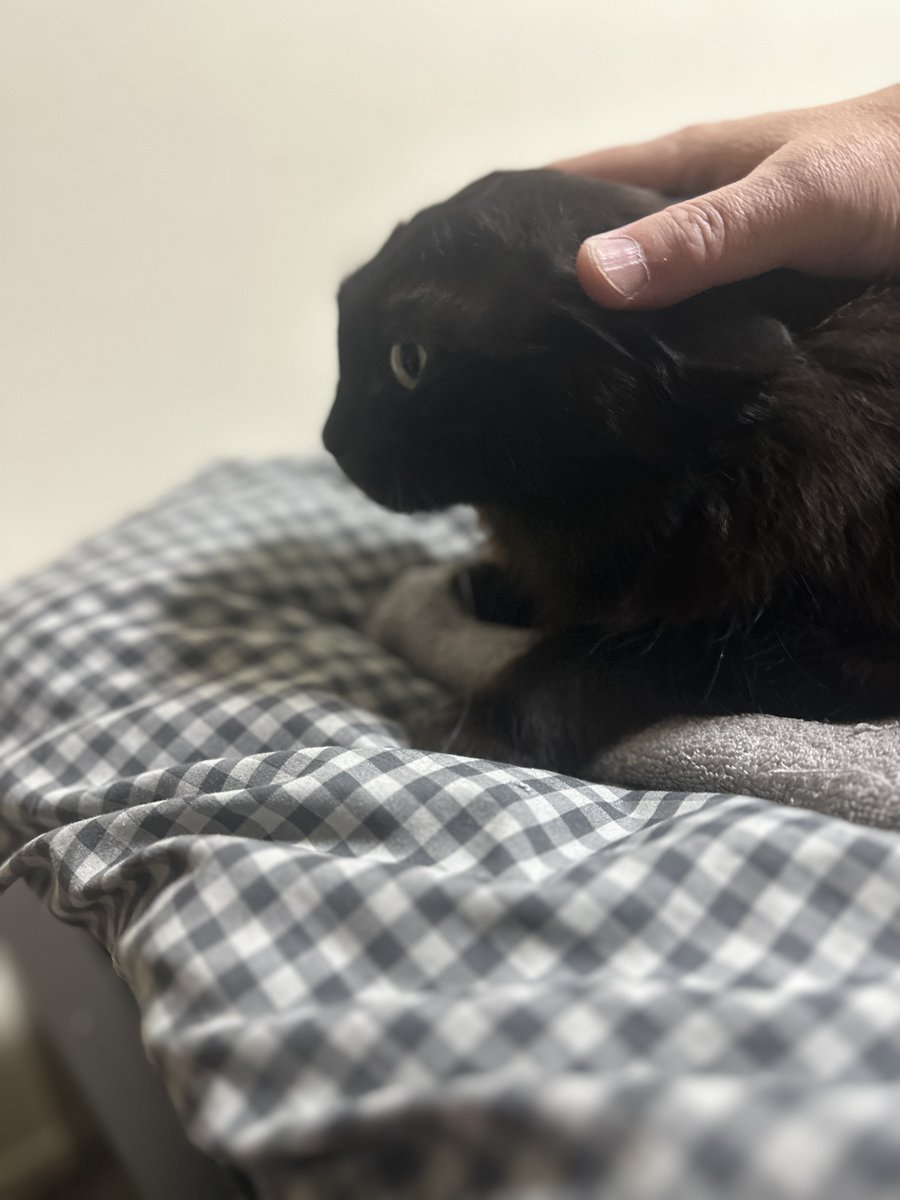 ideaegg_kobe's tweet photo. #猫と一緒の暮らし #猫と一緒の幸せ #黒猫 #黒モフ 

朝のフェイスマッサージ。
ムニ～ https://t.co/ZvosbxKr0d
