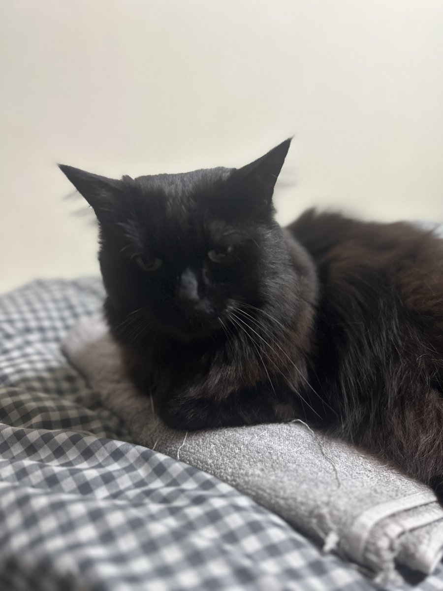 ideaegg_kobe's tweet photo. #猫と一緒の暮らし #猫と一緒の幸せ #黒猫 #黒モフ 

朝のフェイスマッサージ。
ムニ～ https://t.co/ZvosbxKr0d