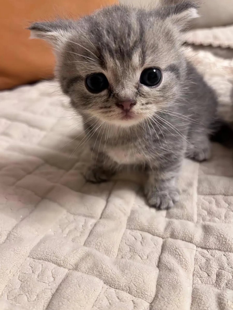 catsloversclubx's tweet photo. Pocket-sized tiger, deluxe edition. 🐯 https://t.co/kTMJifrnAv