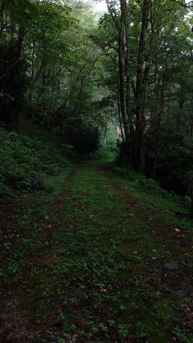 greenvibe's tweet photo. dark forest https://t.co/VeYmdlSP7a