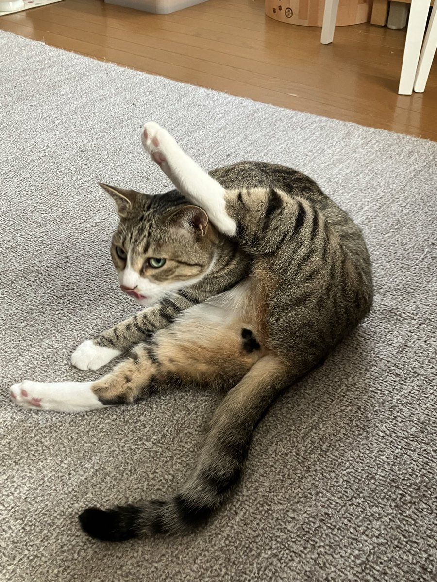 monkichi0305's tweet photo. 朝からヨガ🧘‍♀️
ちょっとまだ体がぎこちないようです笑
#保護猫からうちの子に #猫好きさんと繋がりたい #猫のいる暮し 
#ヨガ日和 https://t.co/6ewl79mQ1j