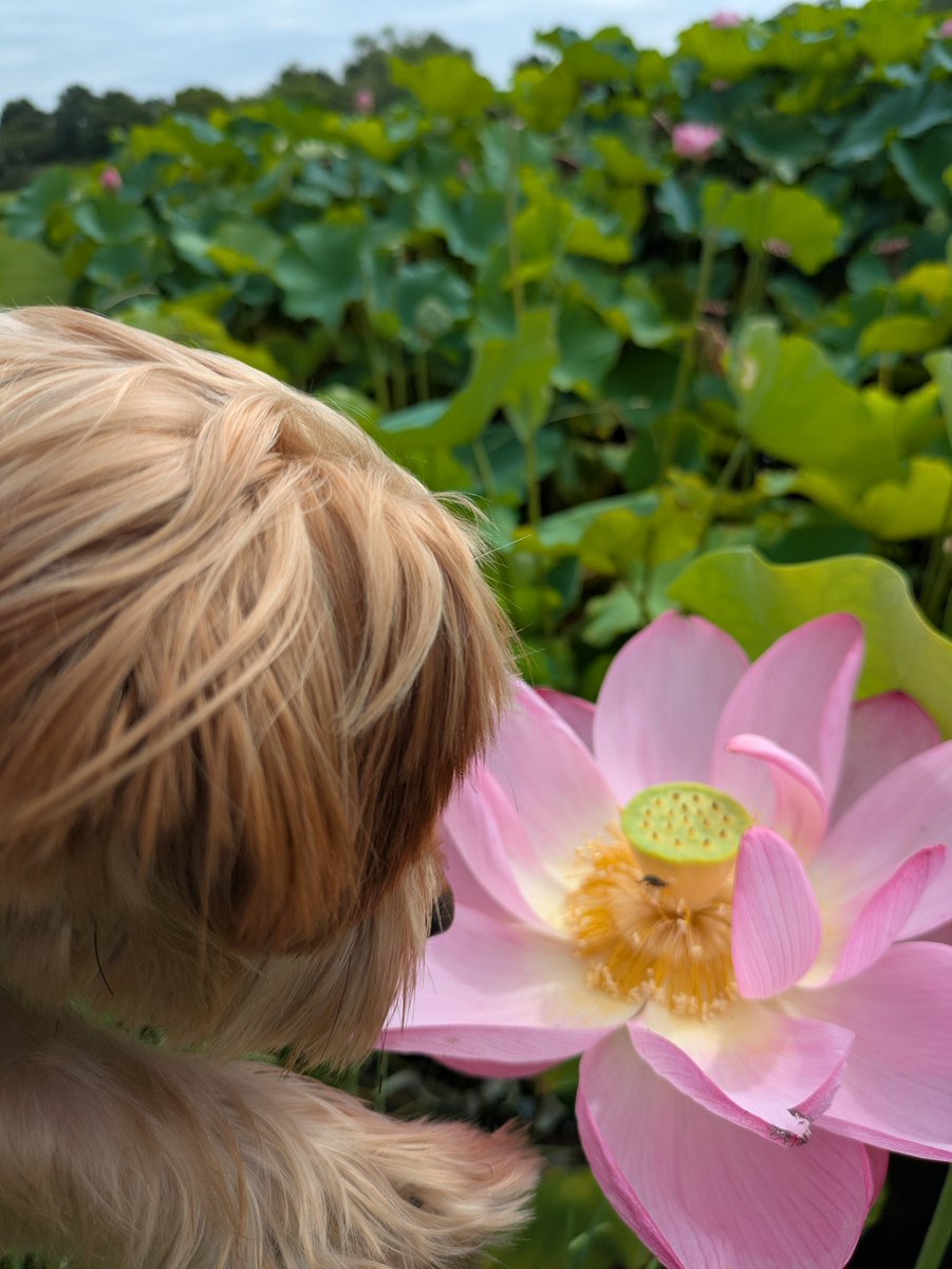 YorkieHaTundel's tweet photo. あさんぽ〜
久しぶりに涼しくてよかったね─
#犬の散歩 #ヨークシャーテリア https://t.co/grK7wSKgLT